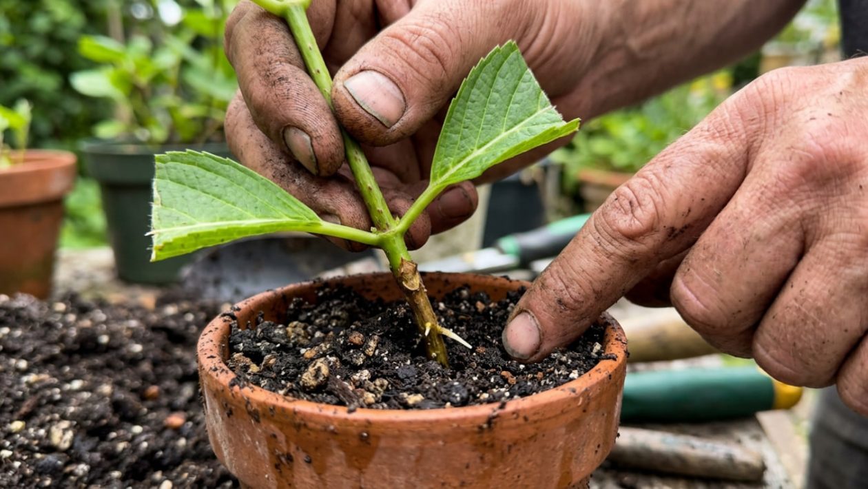 Eine Gärtnerhand pflanzt einen grünen Hortensien-Steckling, dessen Blätter zur Hälfte abgeschnitten wurden, in einen kleinen Topf mit nasser Erde.