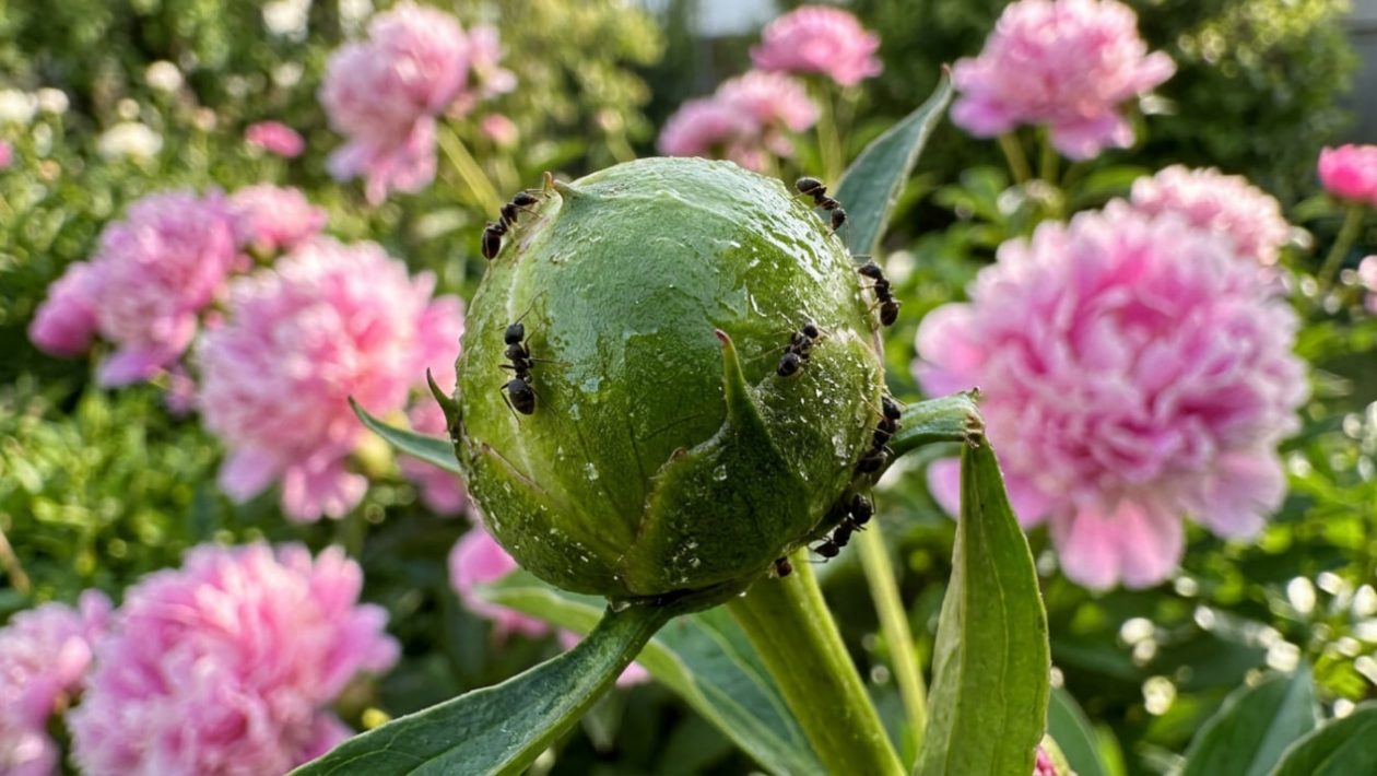 Ameisen krabbeln auf einer geschlossenen Pfingstrosen-Knospe, im Hintergrund blühen rosa Pfingstrosen.